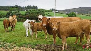 Tipperary farming: ICSA calls for dairy farmers to be left out of €100m aid scheme