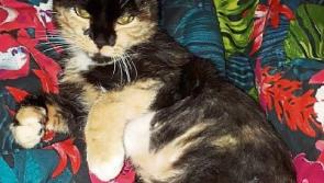 Owner's plea for help in tracing missing cat