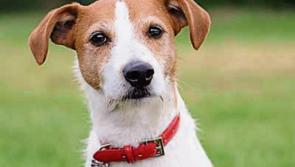 WITNESS APPEAL: Gardaí make witness appeal after two dogs stolen in Rosegreen