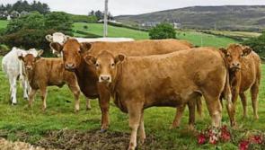 Tipperary TD calls for end to two-tier beef pricing structure