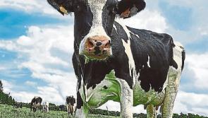 Tipperary farming: dairy farmers are losing out on up to €6,000 due to milk prices