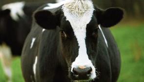 Tipperary farming: ICMSA convinced there is a two-tier milk price system