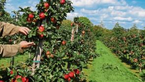 Clonmel, home of the apple, prepares for wonderful Applefest