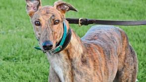 Three dogs will fly the flag for Tipperary in Irish Greyhound Derby final