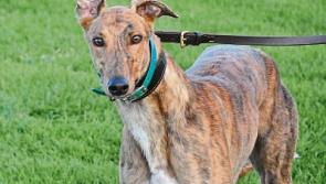 Tipperary-trained dog wins Irish Greyhound Derby Final