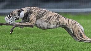 Disease outbreak puts National Coursing Meeting in Tipperary in jeopardy