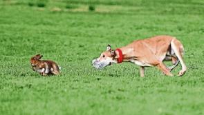 Tipperary TD calls on Department to lift suspension of hare coursing licences