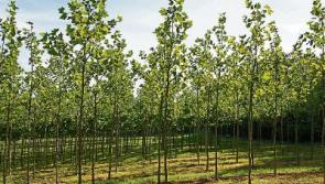 Tipperary Co. Council condemns vandalism of sapling trees at Clonmel car park&nbsp;