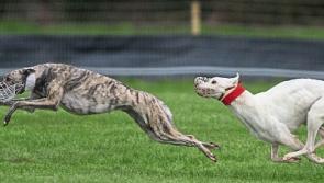 Hopes raised for Clonmel coursing festival as ban on netting hares is lifted