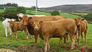 Tipperary farming: Beef farmers must benefit from new Chinese markets