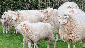 Tipperary farming: ICSA warns sheep sector suffering from low prices