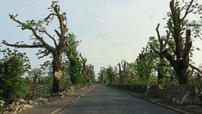 Tipperary election candidate calls for safety measures on Nenagh road