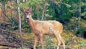 Call for cull of wild deer population in Tipperary before someone is seriously injured in collision