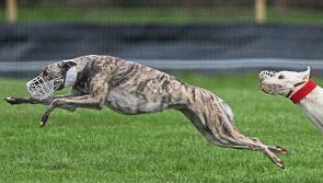 Annual Templetuohy Coursing Festival set for this weekend