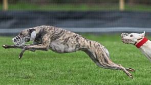 New date set for National Coursing Meeting in Tipperary