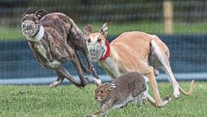 Glorious Glin the early favourite for the derby at Tipperary's coursing extravaganza in Clonmel