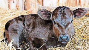 Tipperary farmers are urged to be prepared for the busy calving season