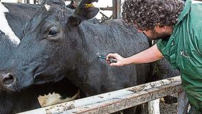 Tipperary farming: Farmers 'must have a right to fair TB testing valuations'