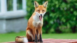 SNAPSHOTS - This cute fox wants to know what time lunch is at?