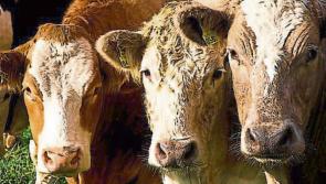 WATCH: Farmers on the edge after dog attack on Tipperary farm goes viral