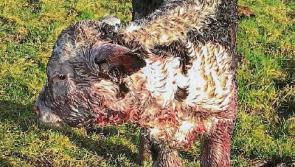 Cattle attacked by dogs in Tipperary - plea to dog owners