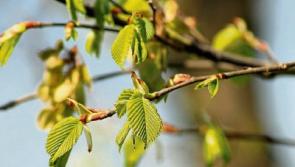 Trees will be planted alongside popular riverside walk in Tipperary