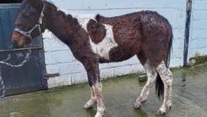 Dreadful animal cruelty in Tipperary as pony found tethered to pole without food, water or shelter