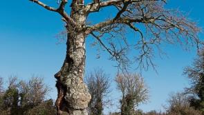 Tipperary council to plant tree in place of Ballylooby’s 300 years-old Big Tree felled due to health & safety concerns