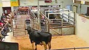 Marts to be allowed facilitate animal sales under new Covid-19 crisis measures