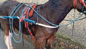 Gardai seize pony during Covid-19 restrictions patrol in Clonmel