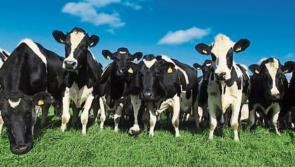 Announced Agri Ceilings are 'unrealistic and unattainable' - Tipperary TD 