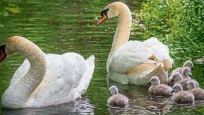 Family of cygnets are the star attraction at Marlfield Lake in Clonmel