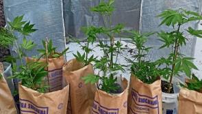 Gardai seize €8000 worth of cannabis plants growing in Co. Tipperary town