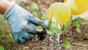 Water conservation order 'increasingly likely' as drought conditions remain