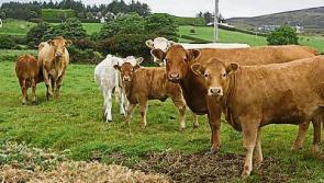Tipperary farming: National survey highlights task facing new Government