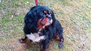 UPDATE: Arrest made in connection with stolen dogs seized in Limerick