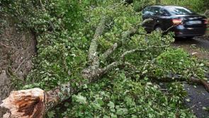 More than 150 fallen trees cleared off Tipperary roads in wake of Storm Ellen