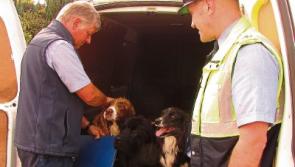 Tipperary's Gardaí, council and animal rescue unite to tackle spate of dog thefts