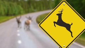 Appeal for motorists to watch out for deer on approach road to Clonmel 