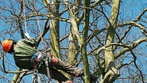 Tall trees affecting light in Tipperary homes