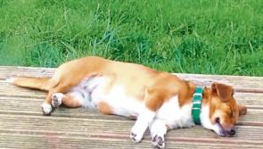 The story of the Tipperary dog who came back from the dead to make front page news