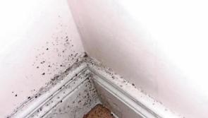 Gavin Ryan calls on Tipperary County Council to deal with 'damp' related issues in houses