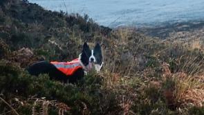 Hiker rescued from woods near Tipperary village 