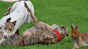 Judge hopes to deliver judgement on hare coursing ban 'as soon as possible'