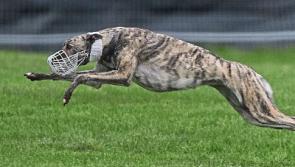 National Coursing Meeting in Tipperary abandoned for first time in over 50 years