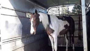 Horse seized and tickets issued following sulky race in Tipperary near Clonmel