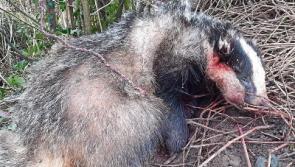 Child exposed to animal cruelty as badger is killed in Tipperary