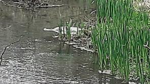 Death of swan prompts call for vigilance at Tipperary wildlife sanctuary