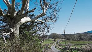 The roads of Tipperary will be a hurling battle zone on New Year's Day