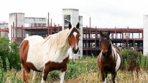 'Horse People' exhibition to open in Cahir